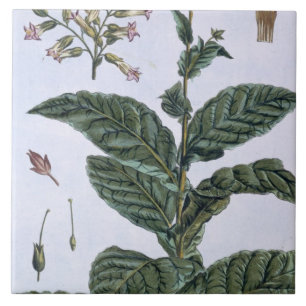 Tobacco plant, plate 7, from 'Collection Precieuse Tile