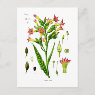 Tobacco Postcard