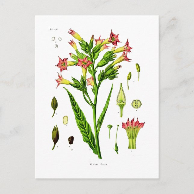 Tobacco Postcard (Front)