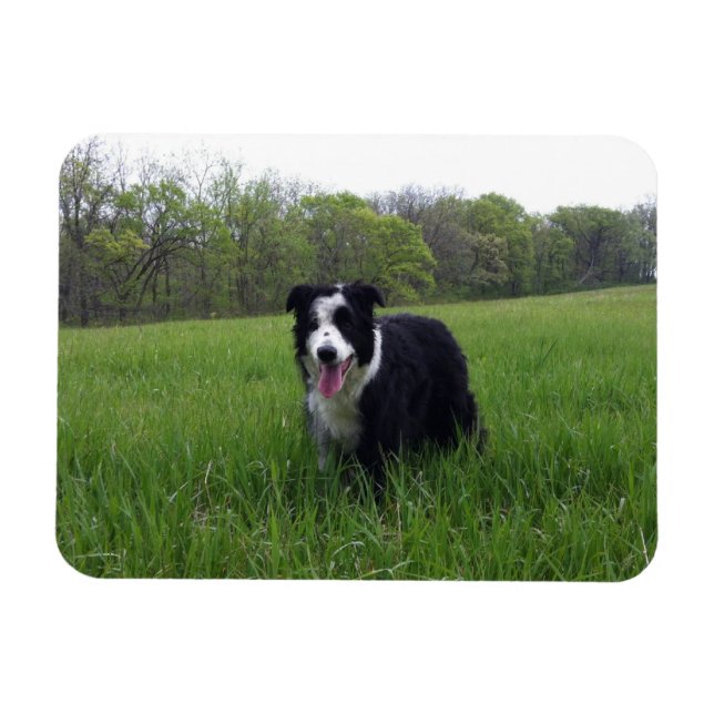 Toby Magnet (Horizontal)