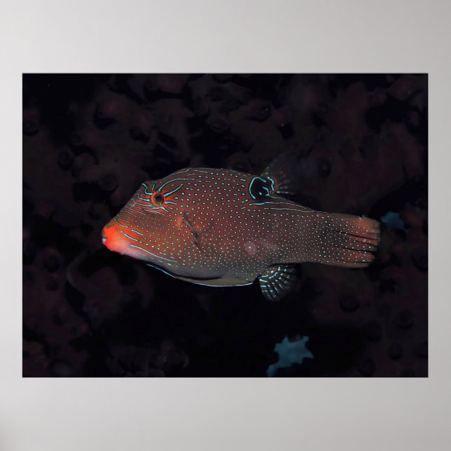 Toby Puffer Poster (Front)