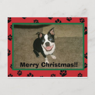 tobyxmascard, Merry Christmas!! Holiday Postcard