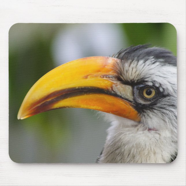 Tockus leucomelas mouse mat (Front)