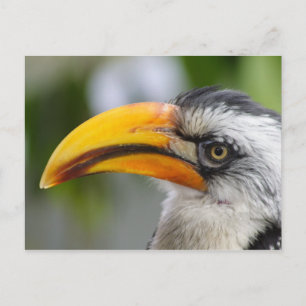 Tockus leucomelas postcard