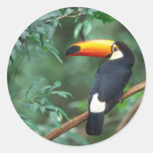 TOCO TOUCAN PHOTO FULL COLOR CLASSIC ROUND STICKER