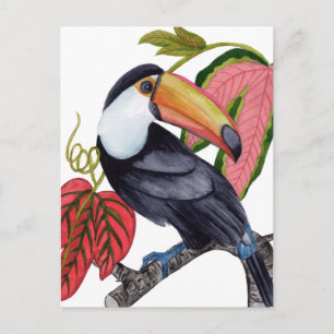 Toco Toucan Postcard