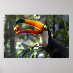 Toco Toucan Poster