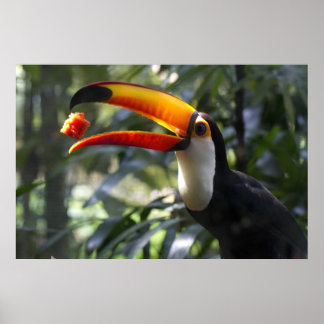 Toco Toucan Poster