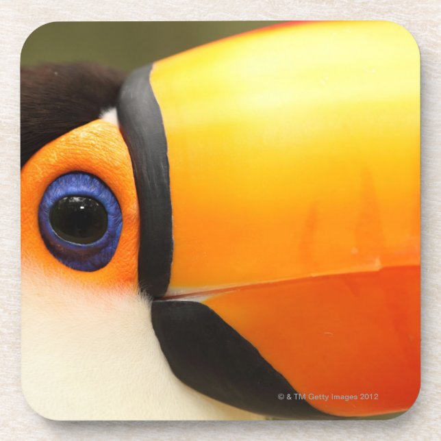 Toco Toucan (Ramphastos toco) is the largest Coaster (Front)