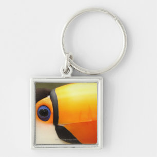 Toco Toucan (Ramphastos toco) is the largest Key Ring