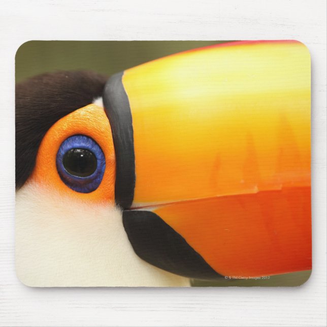 Toco Toucan (Ramphastos toco) is the largest Mouse Mat (Front)