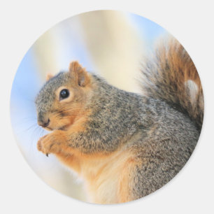 Todays furball  classic round sticker