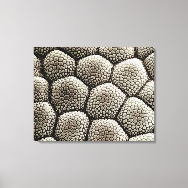 Toe pad epidermis of a Toad Canvas Print (Front)