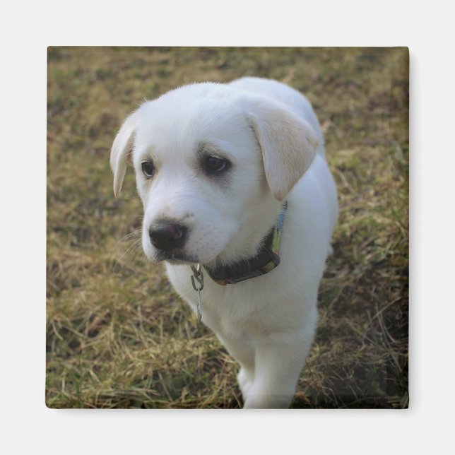Toffee Magnet (Front)