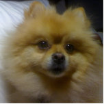Toffee the Pomeranian Photo Sculpture Decoration<br><div class="desc">This is my pomeranian dog named Toffee.</div>