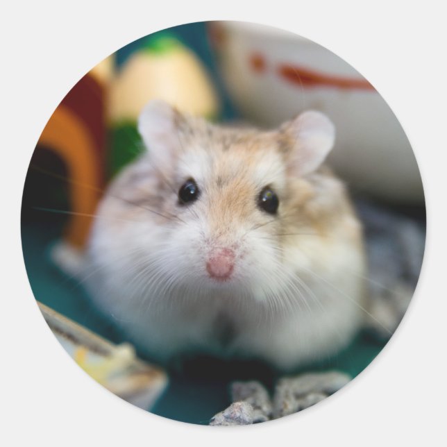 Tofu the Hamster Classic Round Sticker (Front)