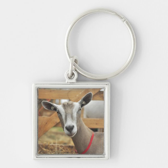 Toggenburg Dairy Goat Doe Key Ring (Front)