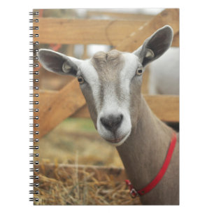 Toggenburg Dairy Goat Doe Notebook
