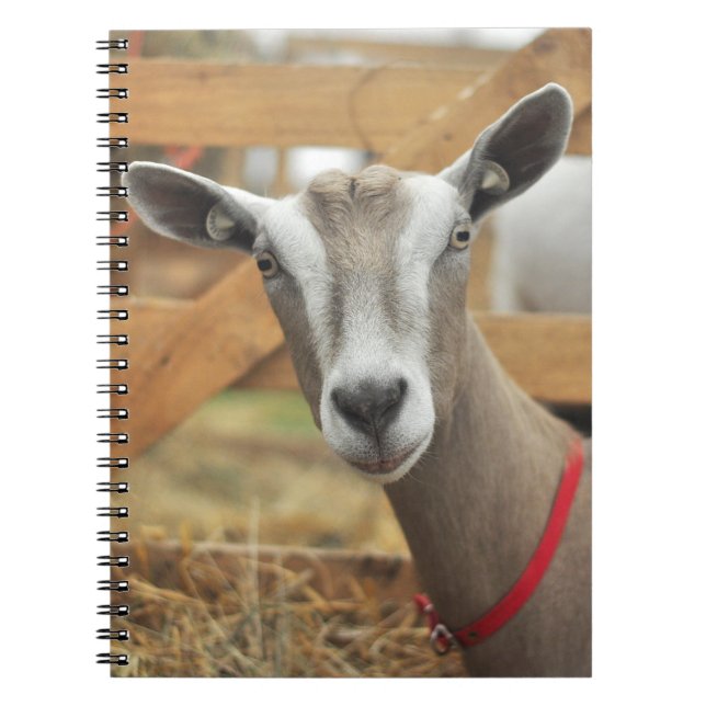 Toggenburg Dairy Goat Doe Notebook (Front)