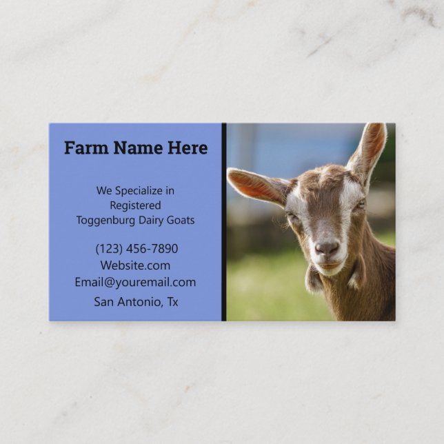 Toggenburg Dairy Goat Kid Business Card (Front)