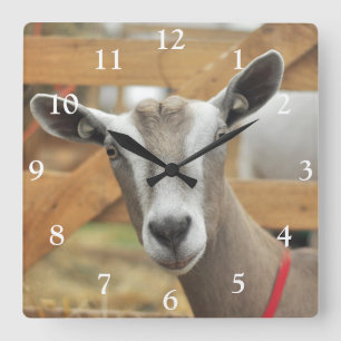 Toggenburg Dairy Goat Square Wall Clock