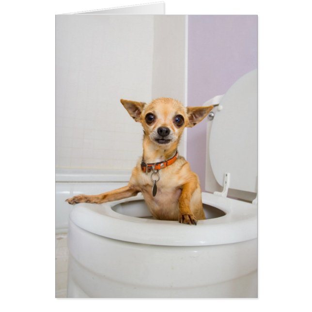 Toilet Bowl (water was drained out ) (Front)