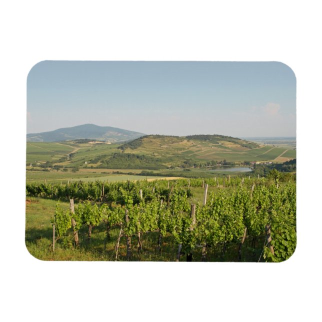 Tokaj vineyards, Hungary Magnet (Horizontal)