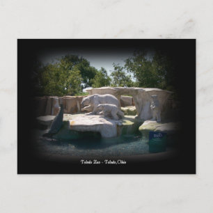 Toledo Zoo Polar Bear Statue Postcard
