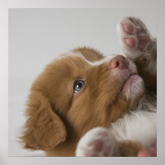 Toller Puppy Poster (Front)