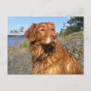 toller wet postcard