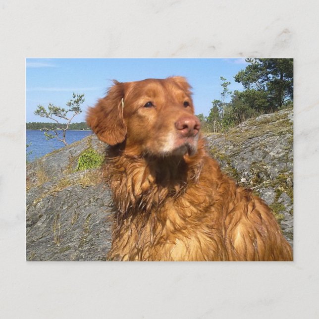 toller wet postcard (Front)