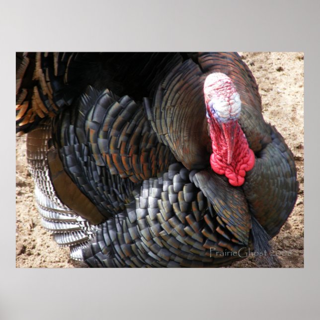 Tom Turkey 1 Poster (Front)
