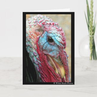 Tom Turkey Holiday Card