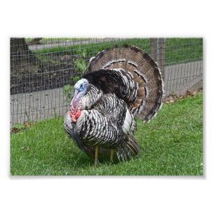 Tom Turkey Photo Print