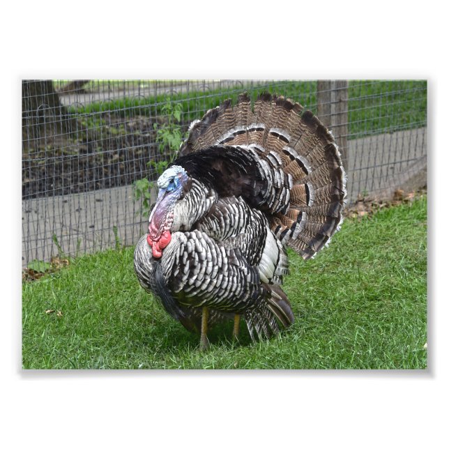 Tom Turkey Photo Print (Front)