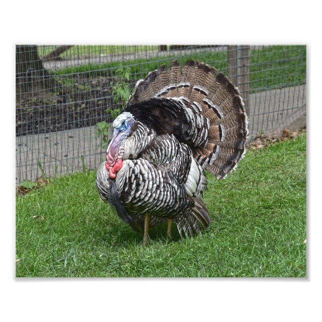 Tom Turkey Photo Print (Front)