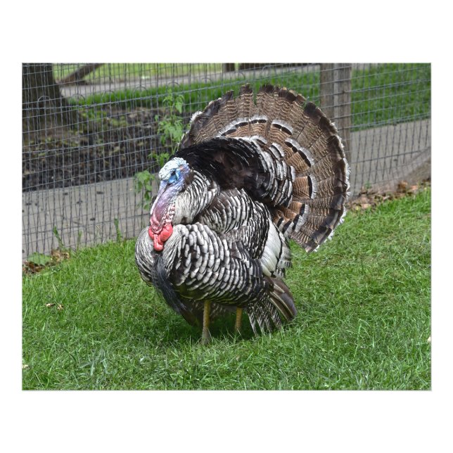 Tom Turkey Photo Print (Front)