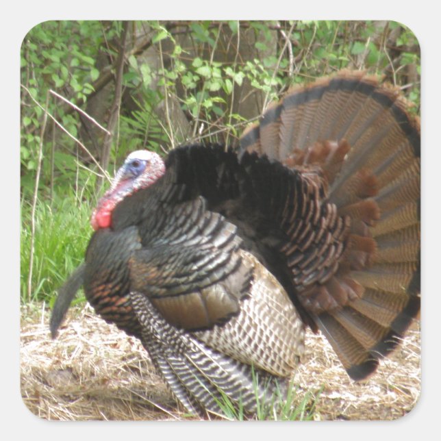 Tom Turkey Square Sticker (Front)