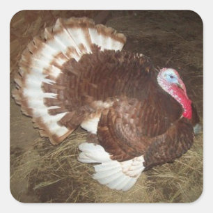 Tom Turkey Stickers