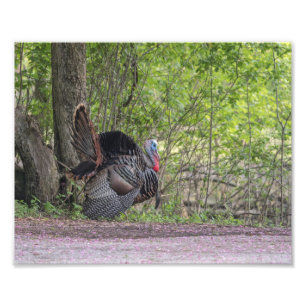 Tom Turkey Strutting His Stuff Print