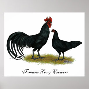 Tomaru Long Crower Chickens Poster