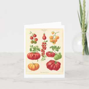 Tomato Botanical Illustration Note Card