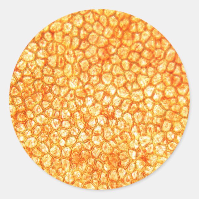 Tomato cells under a microscope classic round sticker (Front)