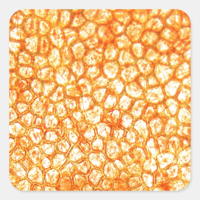 Tomato cells under a microscope square sticker (Front)
