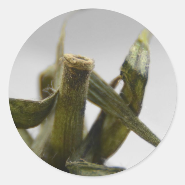 Tomato Classic Round Sticker (Front)