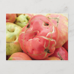 Tomato Face Postcard