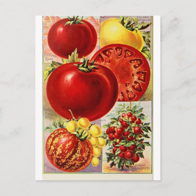 Tomato Fruit Vegetables Botanical Vintage Postcard (Front)