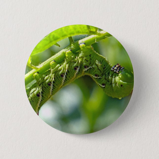 Tomato Hornworm 6 Cm Round Badge (Front)