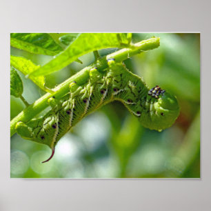Tomato Hornworm Poster