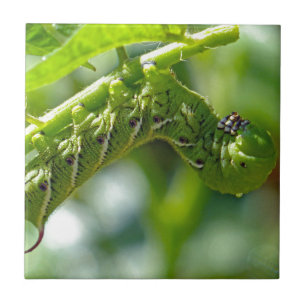 Tomato Hornworm Tile